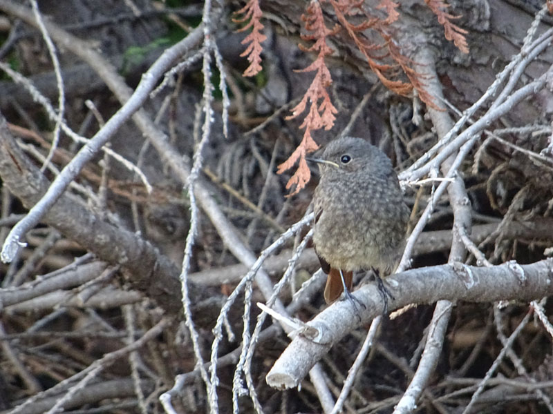 Phoenicurus ochruros - Muscicapidae